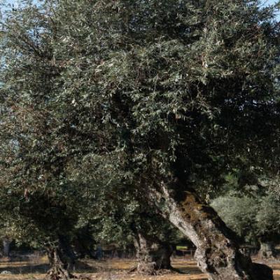 Hundred years old olive tree